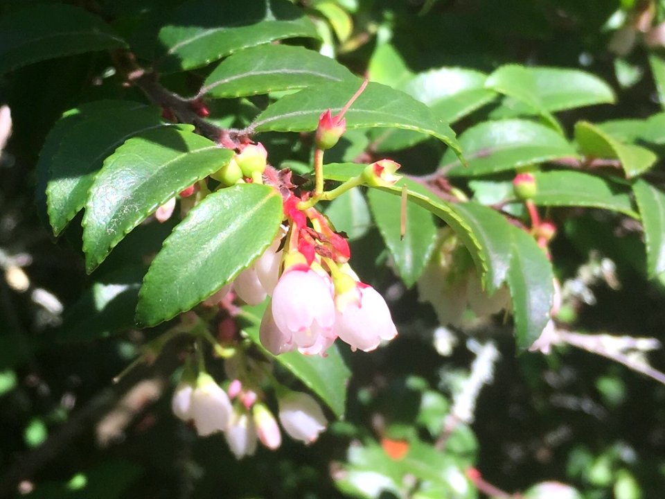 Evergreen huckleberry flowers