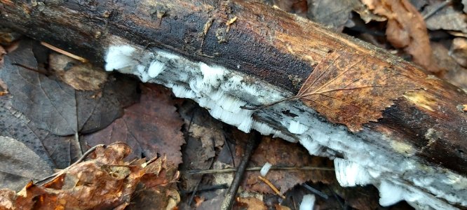 Exidiopsis effusa 61885314