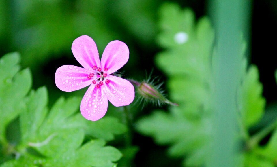 Pointed flower geranium robertianum geranium greenhouse
