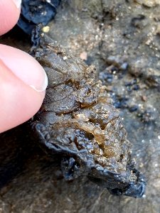 Exidia nigricans 62510493