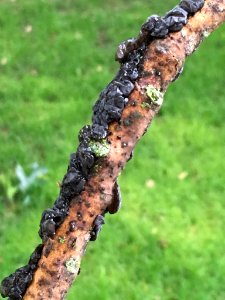 Exidia nigricans 38375432