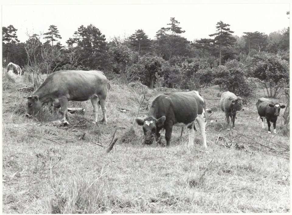 Experiment met koeien in de duinen te Overveen, voor het in toom houden van de esdoorns die de oorpronkelijke duinvegetatie overwoekeren. NL-HlmNHA 54015715