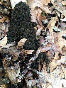 Exidia glandulosa 65865144
