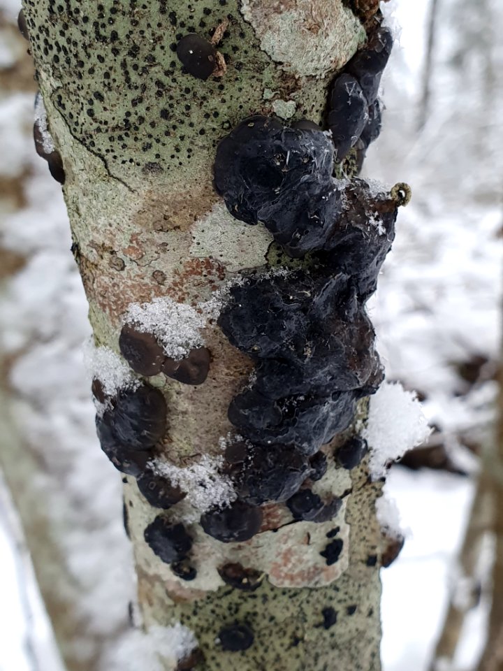 Exidia glandulosa 110276476