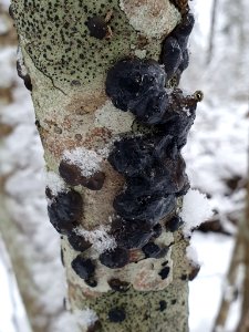 Exidia glandulosa 110276476