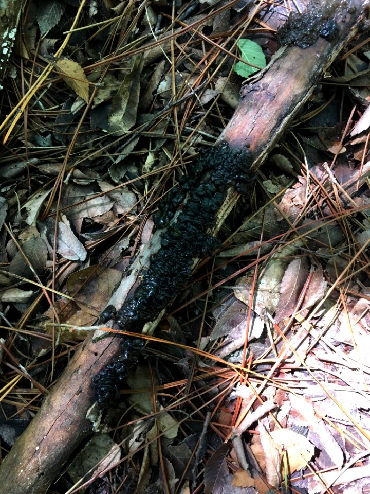 Exidia glandulosa 80709120