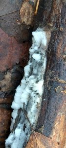 Exidiopsis effusa 61885310