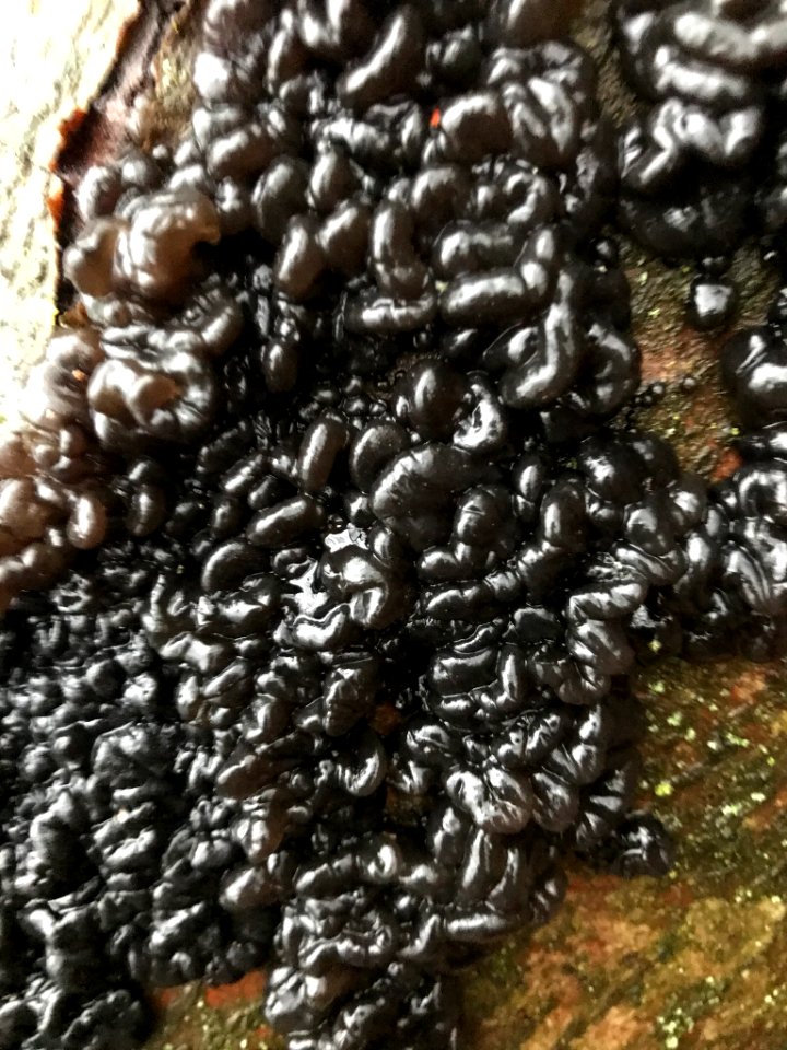 Exidia glandulosa 108890472