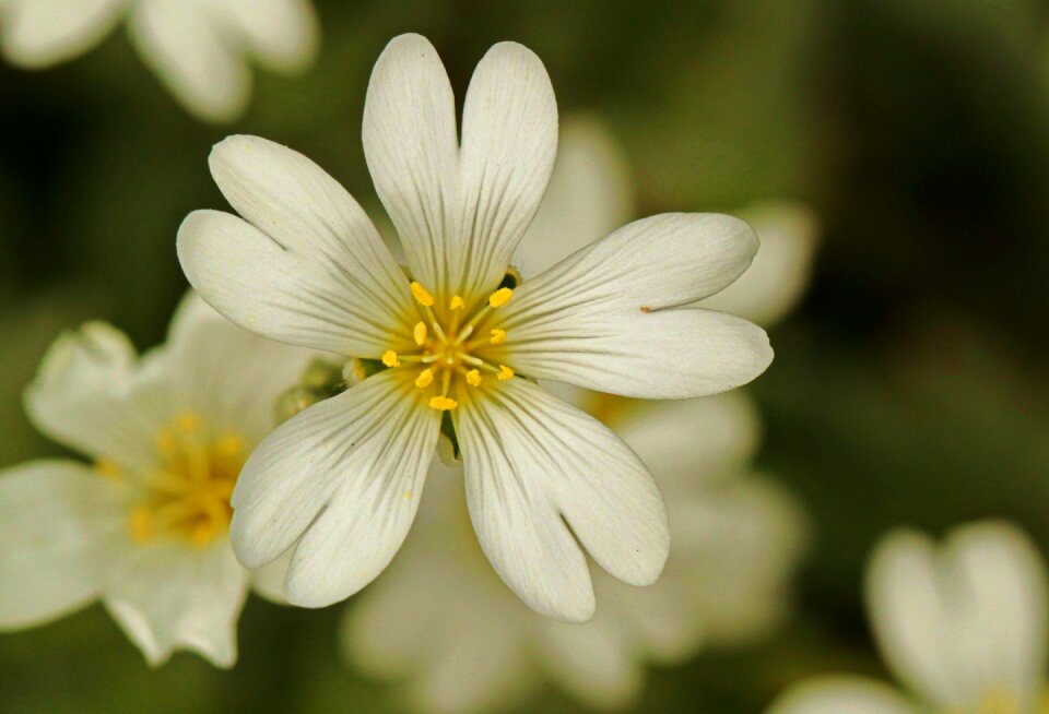 Plant flora botany