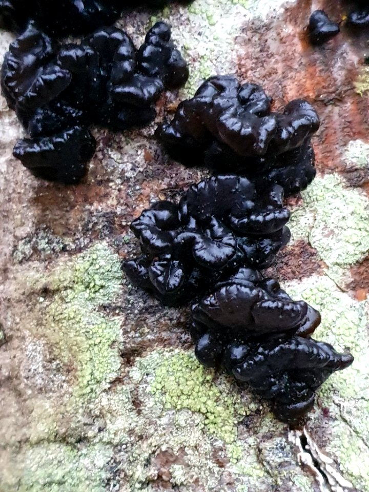 Exidia glandulosa 107575420