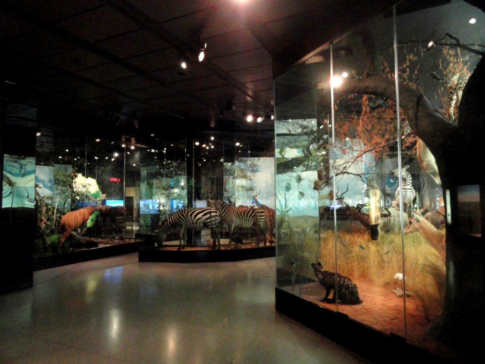 Exhibits - Houston Museum of Natural Science - DSC02036