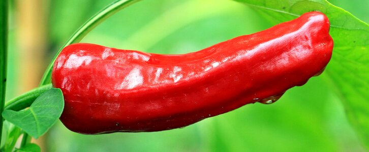 Red pepper red chili photo