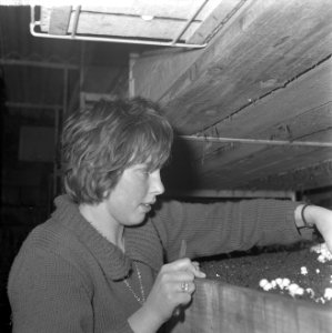 Ex-oesterkwekers in Yerseke halen de eerste champignons binnen, afsluiten van de, Bestanddeelnr 916-0716