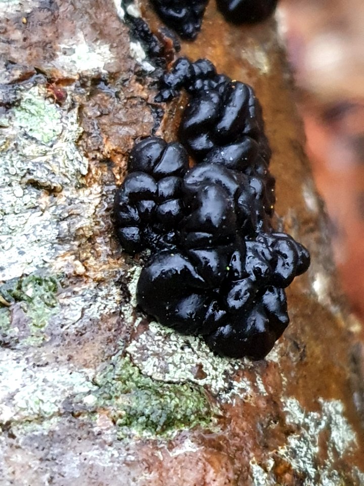 Exidia glandulosa 107575504