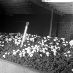 Ex-oesterkwekers in Yerseke halen de eerste champignons binnen, thermometer tuss, Bestanddeelnr 916-0728