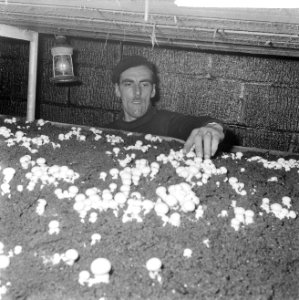 Ex-oesterkwekers in Yerseke halen de eerste champignons binnen, Marinus de Munck, Bestanddeelnr 916-0712