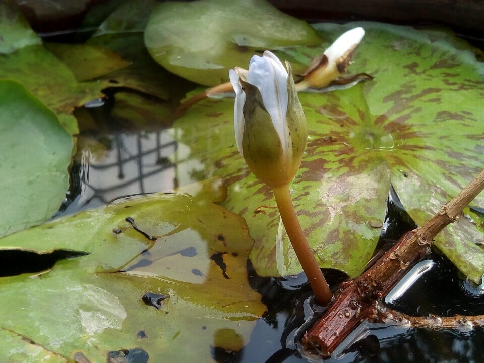 Flowers lotus lake white lotus