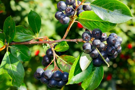 Berry nature summer