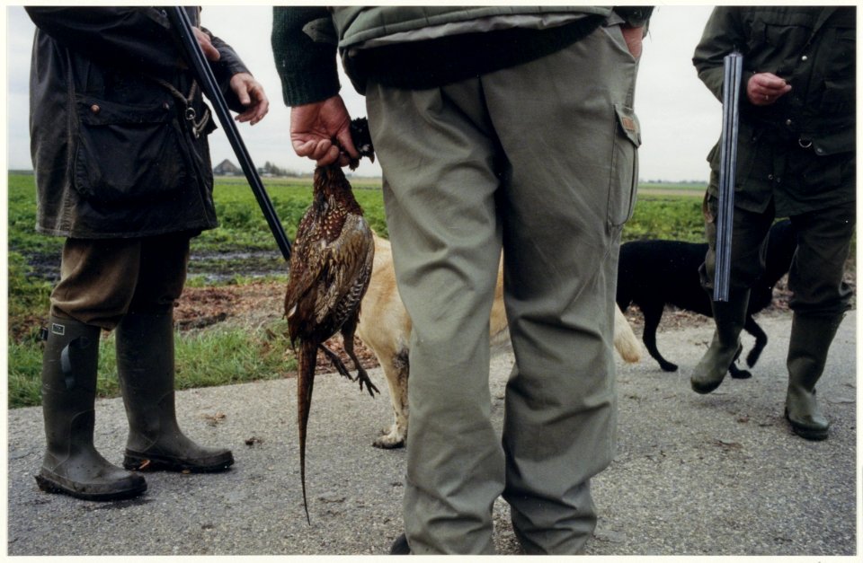 Fazant als buit bij de opening van het jachtseizoen in de Spaarndamse Inlaagpolder. NL-HlmNHA 54037114