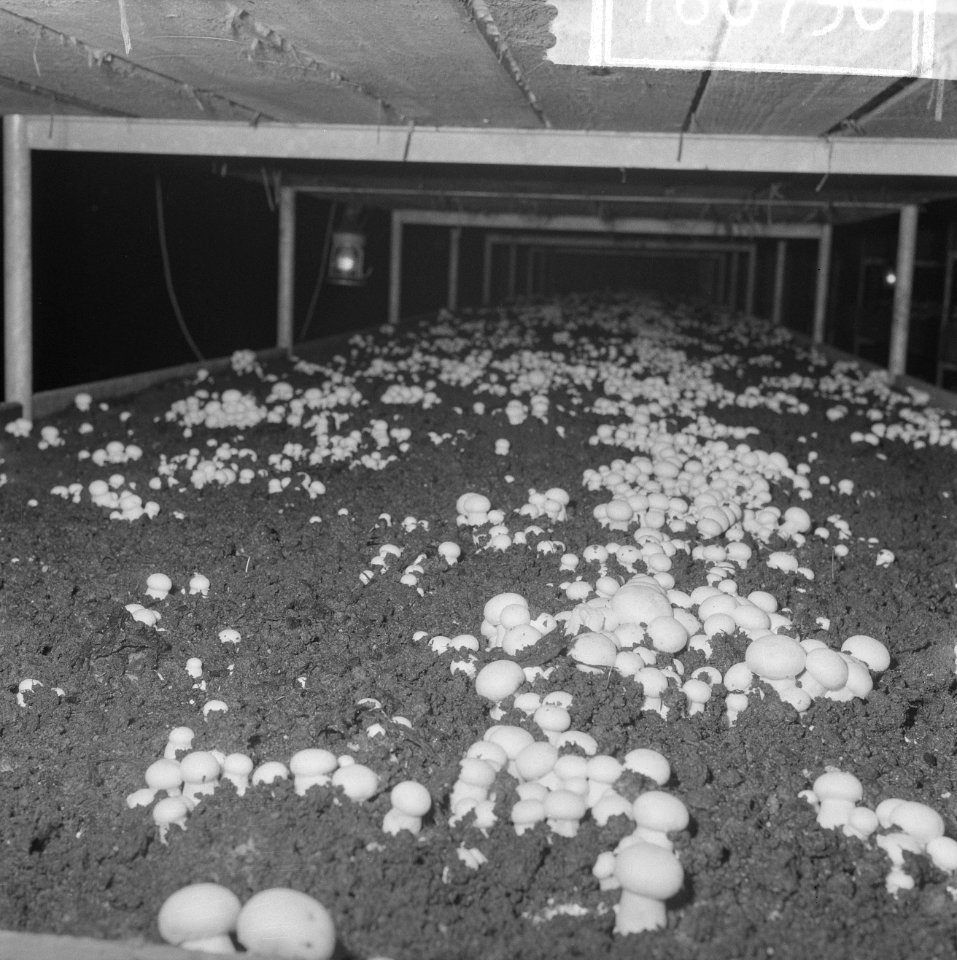 Ex-oesterkwekers in Yerseke halen de eerste champignons binnen, de champignons i, Bestanddeelnr 916-0730