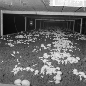 Ex-oesterkwekers in Yerseke halen de eerste champignons binnen, de champignons i, Bestanddeelnr 916-0730
