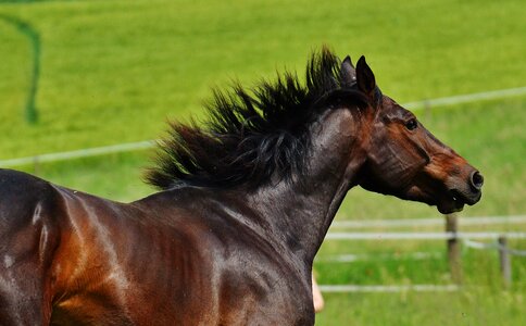 Stallion eat paddock