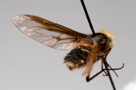 Exoprosopa clarki specimen, CAS Entomology