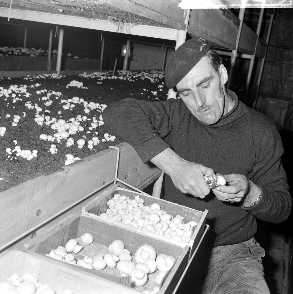 Ex-oesterkwekers in Yerseke halen de eerste champignons binnen, de kas, Bestanddeelnr 916-0720