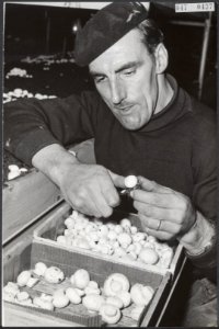 Ex-oesterkwekers uit Yerseke halen eerste champignonsoogst binnen. naam kweker, Bestanddeelnr 047-0437
