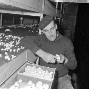 Ex-oesterkwekers in Yerseke halen de eerste champignons binnen, Marinus de Munck, Bestanddeelnr 916-0711