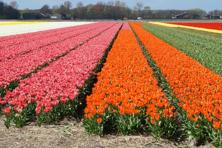Fields tulip field nature