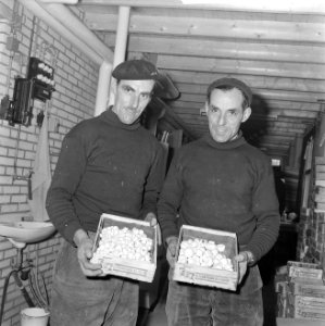 Ex-oesterkwekers in Yerseke halen de eerste champignons binnen, de kwekers tonen, Bestanddeelnr 916-0724