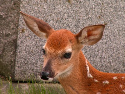 Fawn, Odocoileus virginianus, United Cemeteries, 2015-06-08. 01