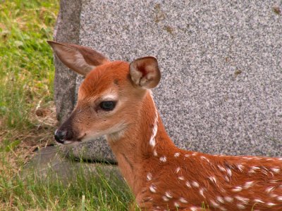 Fawn, Odocoileus virginianus, United Cemeteries, 2015-06-08. 05