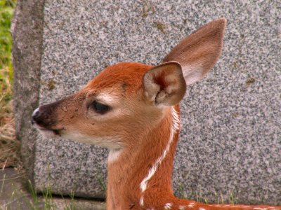 Fawn, Odocoileus virginianus, United Cemeteries, 2015-06-08. 03