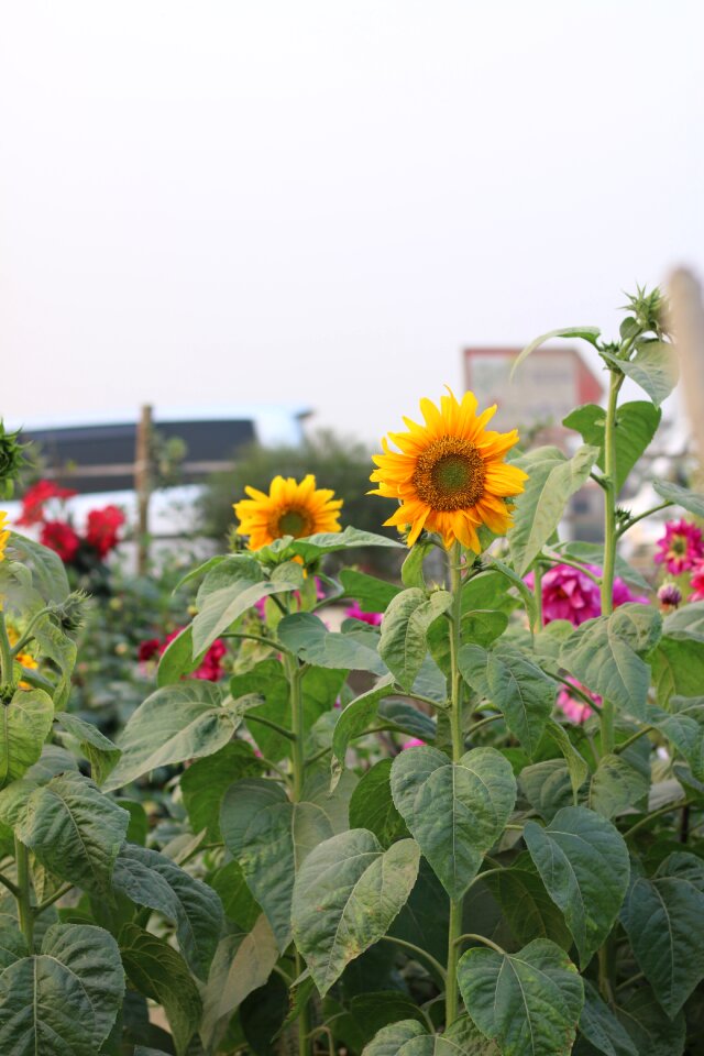 Plant yellow blossom