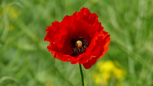 Red poppy klatschmohn photo