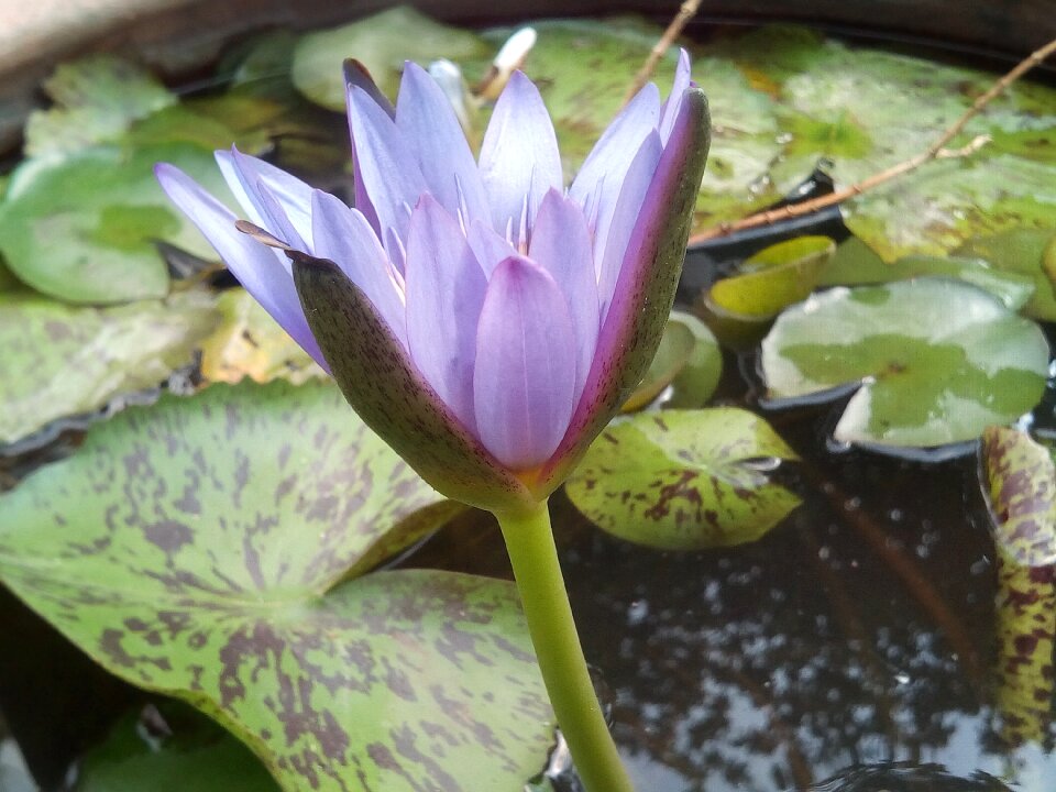 Flowers lotus lake purple lotus