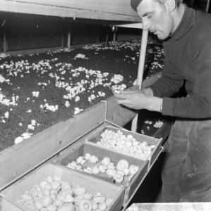 Ex-oesterkwekers in Yerseke halen de eerste champignons binnen, de kas, Bestanddeelnr 916-0719