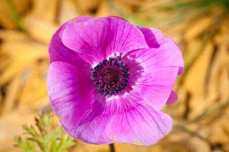 Bloom purple pink