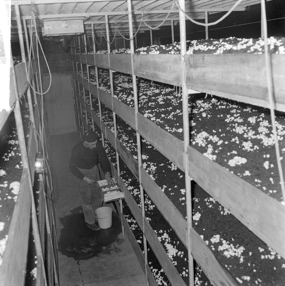 Ex-oesterkwekers in Yerseke halen de eerste champignons binnen, de kas, Bestanddeelnr 916-0718