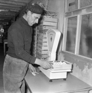 Ex-oesterkwekers in Yerseke halen de eerste champignons binnen, afwegen champign, Bestanddeelnr 916-0727
