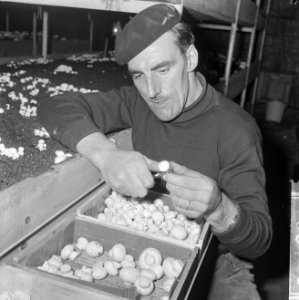 Ex-oesterkwekers in Yerseke halen de eerste champignons binnen, Marinus de Munck, Bestanddeelnr 916-0710