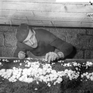 Ex-oesterkwekers in Yerseke halen de eerste champignons binnen, Marinus de Munck, Bestanddeelnr 916-0709