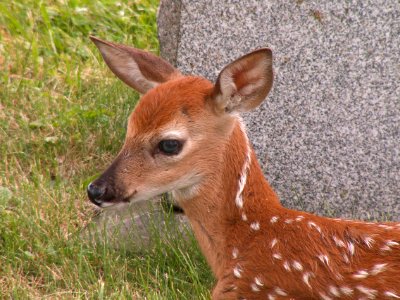 Fawn, Odocoileus virginianus, United Cemeteries, 2015-06-08. 07