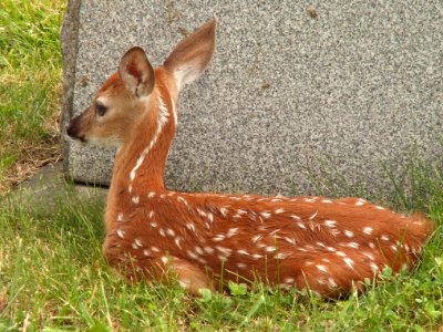 Fawn, Odocoileus virginianus, United Cemeteries, 2015-06-08. 06