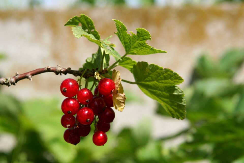 Red small fruit garden