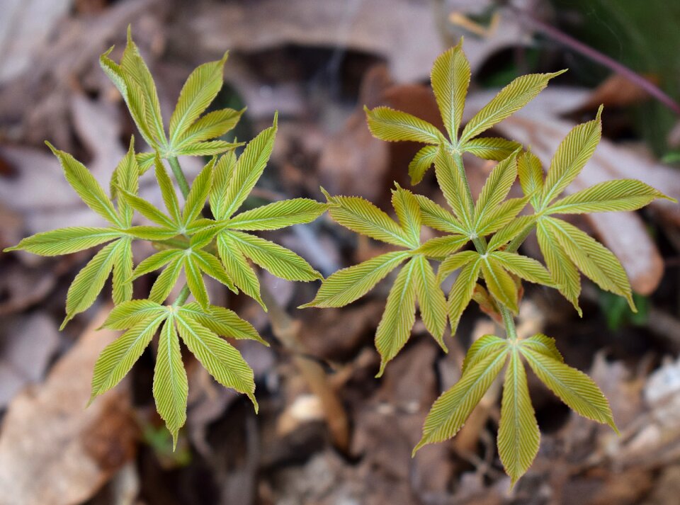 Shrub spring nature
