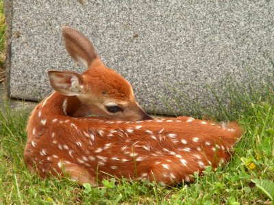Fawn, Odocoileus virginianus, United Cemeteries, 2015-06-08. 08