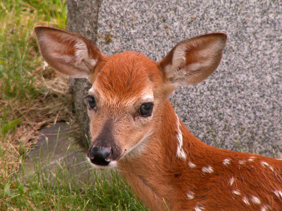 Fawn, Odocoileus virginianus, United Cemeteries, 2015-06-08. 04